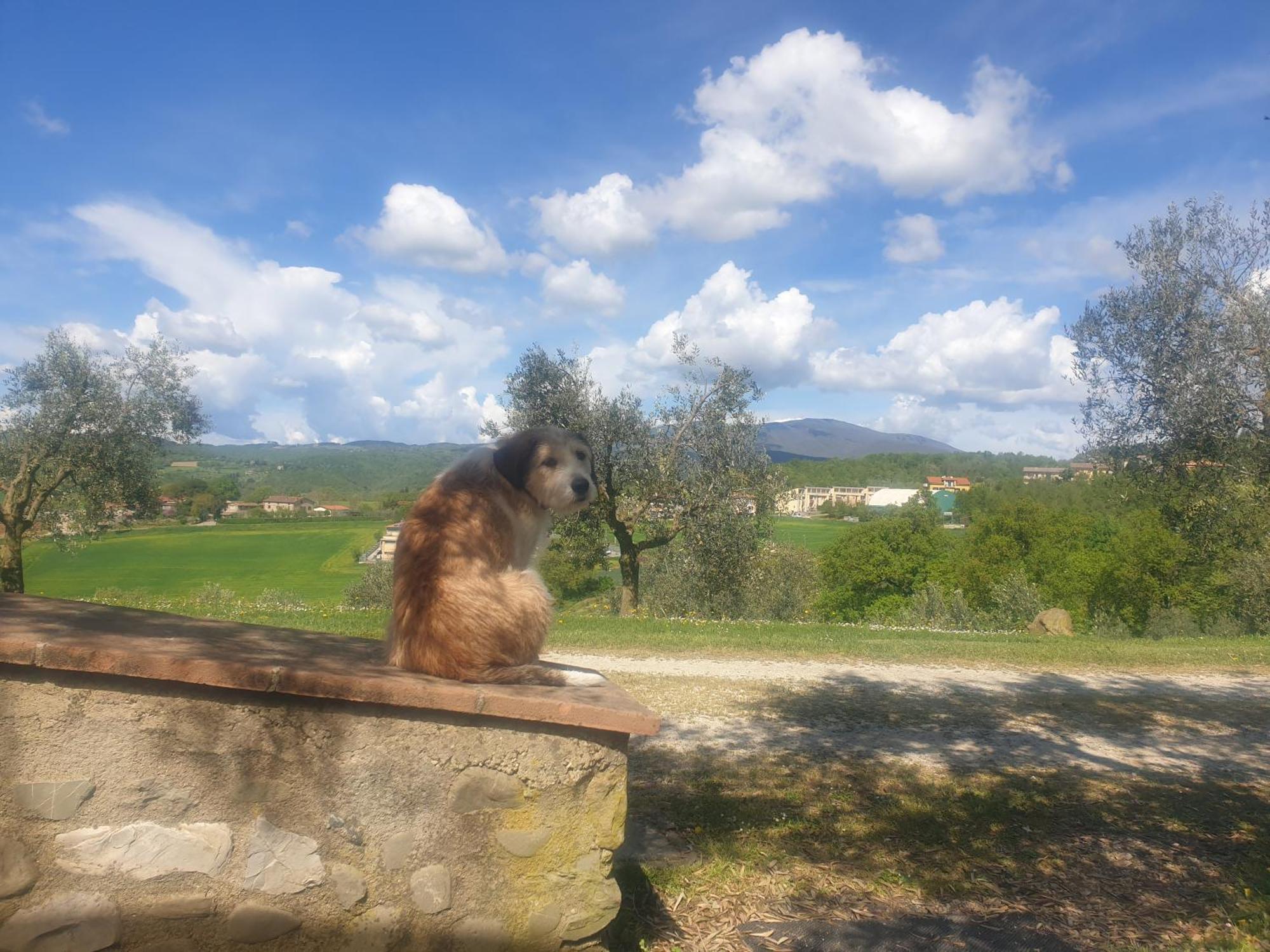 Agriturismo Val Della Pieve Anghiari Dış mekan fotoğraf