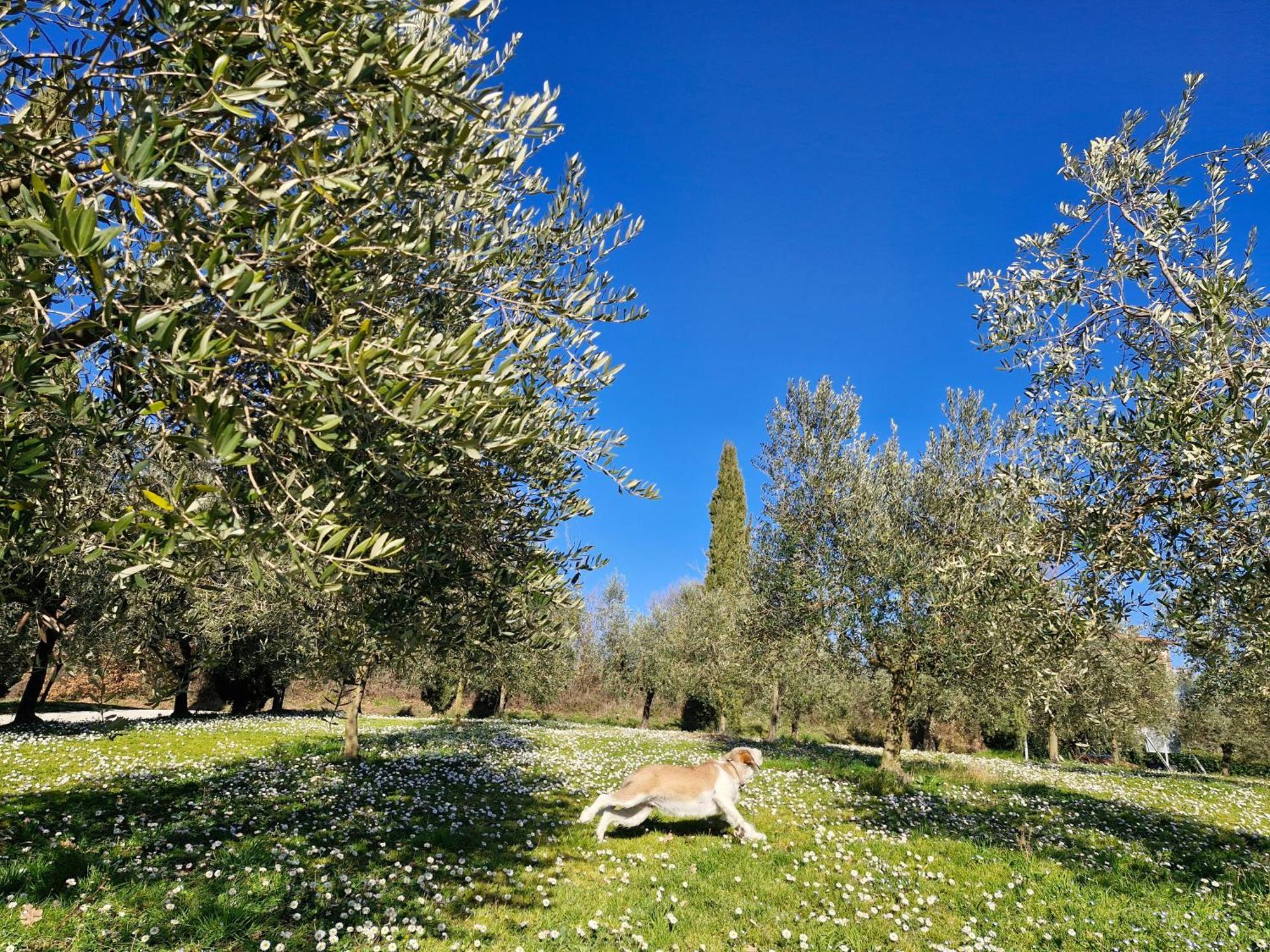 Agriturismo Val Della Pieve Anghiari Dış mekan fotoğraf