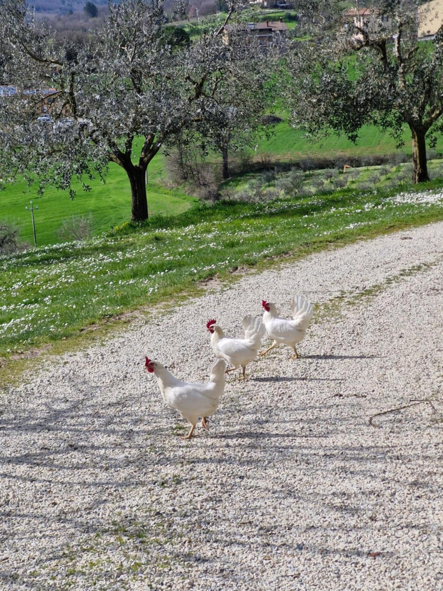 Agriturismo Val Della Pieve Anghiari Dış mekan fotoğraf